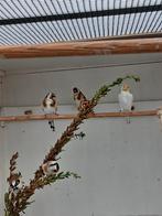 Majoorputters, Dieren en Toebehoren, Meerdere dieren, Wildzangvogel, Geringd