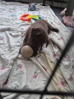 Mooie bruine Boomer puppy te koop, Dieren en Toebehoren, Honden | Chihuahua's en Gezelschapshonden, Overige rassen, 8 tot 15 weken