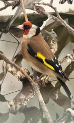 Putter man 2025, Dieren en Toebehoren, Vogels | Overige Vogels, Mannelijk, Wildzangvogel, Geringd