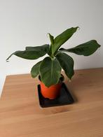 Bananenplant Musa Acuminata 'Cheeka' ruim 30cm hoog, Huis en Inrichting, Kamerplanten, Ophalen, Halfschaduw, Minder dan 100 cm