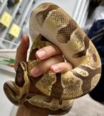 Koningspython | 1.0 Enchi OD Amur 66% het. DG, Dieren en Toebehoren, Reptielen en Amfibieën, Slang, Tam, 3 tot 6 jaar