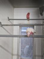 Koppel lutino rose kaketoe, Dieren en Toebehoren, Meerdere dieren, Papegaai, Geringd