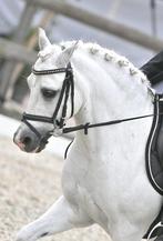 Verzorger/bijrijder voor onze b-pony Zino, Dieren en Toebehoren, Stalling en Weidegang