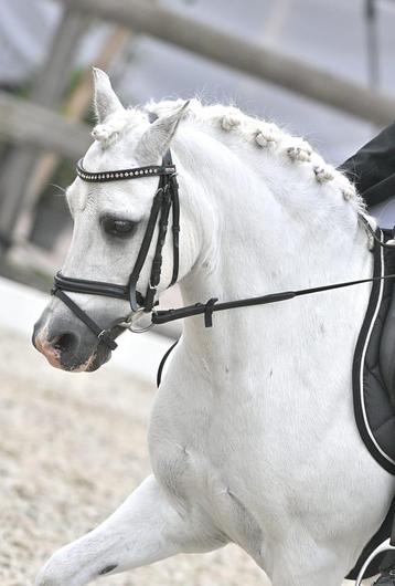 Verzorger/bijrijder voor onze b-pony Zino beschikbaar voor biedingen