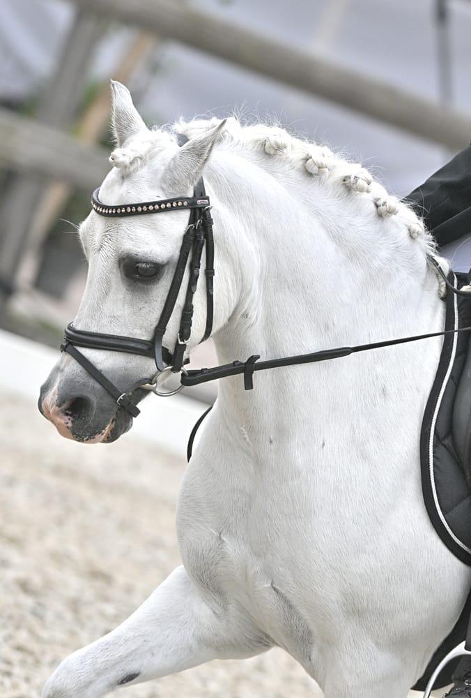 Verzorger/bijrijder voor onze b-pony Zino, Dieren en Toebehoren, Stalling en Weidegang