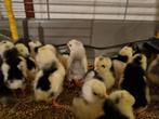 25 kuikens bonte leghorn, Dieren en Toebehoren, Pluimvee, Meerdere dieren, Kip