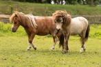 Amerikaans Miniatuurpaardje Ruin Buckskin Pinto Vol papier, Dieren en Toebehoren, Pony's, Ruin, Niet van toepassing, 0 tot 2 jaar