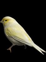 Geel mozaïek kanarie man ‘25, Dieren en Toebehoren, Mannelijk, Kleurkanarie