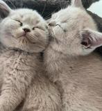 Britse korthaar kittens(zijn ouders hebben een stamboom), Dieren en Toebehoren, Katten en Kittens | Raskatten | Korthaar, Meerdere dieren