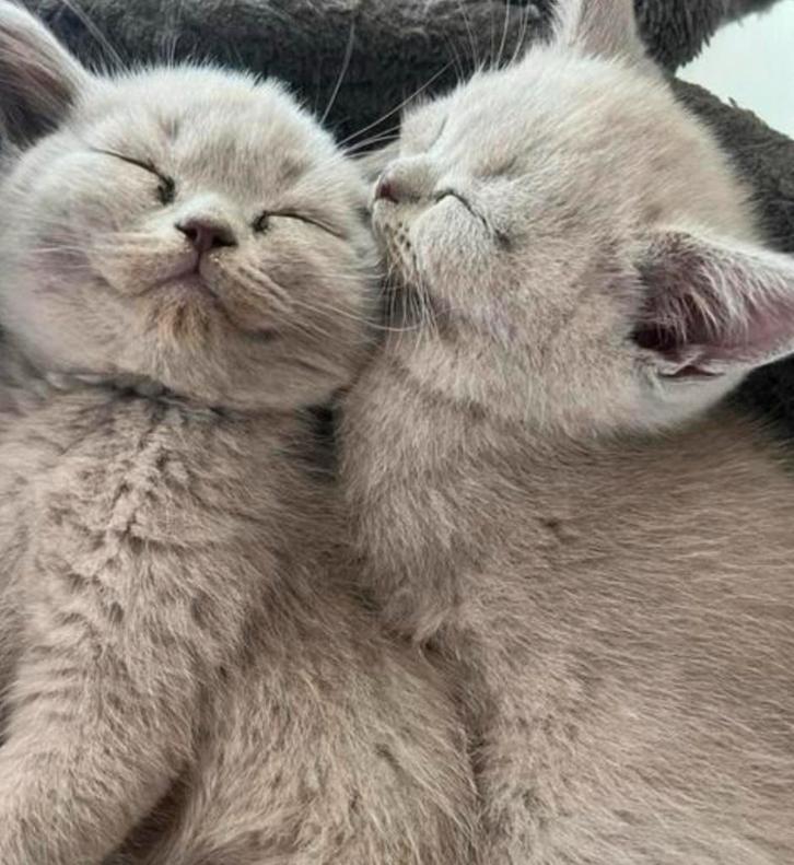 Britse korthaar kittens(zijn ouders hebben een stamboom), Dieren en Toebehoren, Katten en Kittens | Raskatten | Korthaar, Meerdere dieren