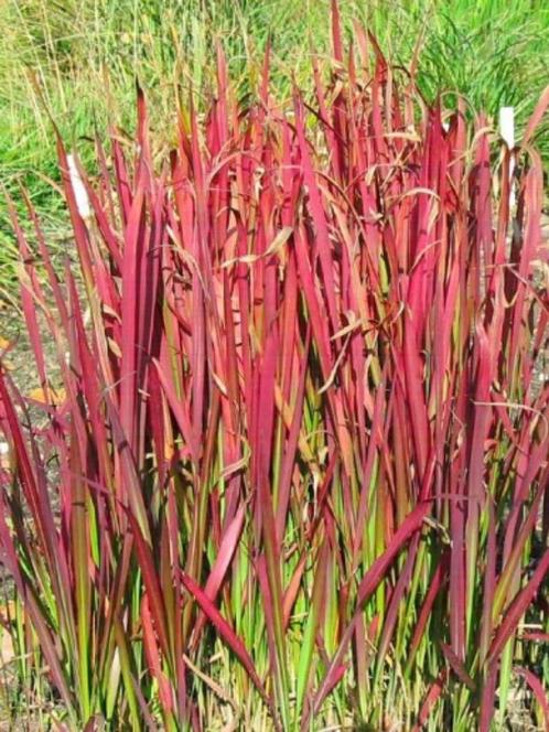 Schitterend Japans bloedgras Imperata Red Baron – siergras, Tuin en Terras, Planten | Tuinplanten, Vaste plant, Siergrassen, Volle zon