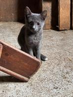 Boerderijkittens blauwe rus x britse korthaar, Poes, Ontwormd, 0 tot 2 jaar