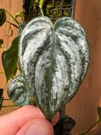 Philodendron Brandtianum, Ophalen, Overige soorten, Minder dan 100 cm