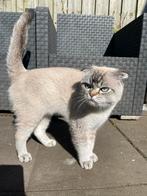 Scottishfold kater, Dieren en Toebehoren, Katten en Kittens | Raskatten | Korthaar, Kater, Gechipt, 3 tot 5 jaar