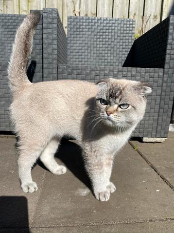 Scottishfold kater beschikbaar voor biedingen