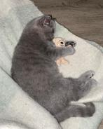 Katertje Brits Korthaar, Dieren en Toebehoren, Katten en Kittens | Raskatten | Korthaar, Kater, Gechipt, 0 tot 2 jaar