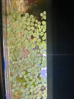 Drijfplantjes aquarium, Dieren en Toebehoren, Vissen | Aquaria en Toebehoren, Ophalen, Nieuw