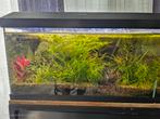 Aquarium 60cm compleet, Dieren en Toebehoren, Ophalen of Verzenden, Gevuld zoetwateraquarium