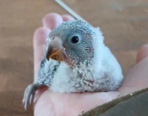 Tamme Baby Parkietjes, Dieren en Toebehoren, Vogels | Parkieten en Papegaaien, Parkiet, Meerdere dieren, Tam