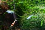 Medaka silver/white metallic, Dieren en Toebehoren, Vissen | Aquariumvissen, Vis, Zoetwatervis