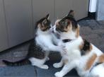 Mooie lieve lapjes poes Rosa!, Dieren en Toebehoren, Katten en Kittens | Overige Katten, Poes, Kortharig, 3 tot 5 jaar