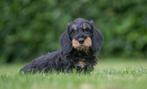 prachtige ruwharige teckel pups gechipt + garantie, Standaard, Nederland, CDV (hondenziekte), 8 tot 15 weken