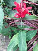 Canna tornado, Tuin en Terras, Planten | Tuinplanten, Ophalen, Zomer, Overige soorten, Volle zon
