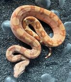 boa constrictor BCI Hypo 66% het Blood/ Kahl Albino V NK22, Dieren en Toebehoren, Reptielen en Amfibieën, Slang, 0 tot 2 jaar