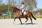 Inter 1 / subtop amazone heeft plek vrij voor training, Dieren en Toebehoren, Stalling en Weidegang, Weidegang, 2 of 3 paarden of pony's