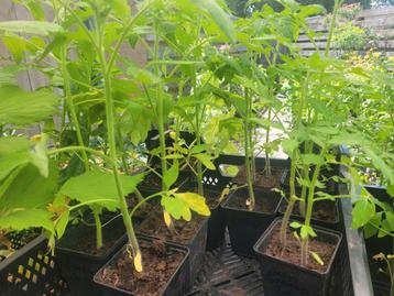 Diverse tomaten plantjes over 1 euro per stuk beschikbaar voor biedingen