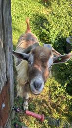 Toggenburger bok met stamboek, Dieren en Toebehoren, Schapen, Geiten en Varkens, Mannelijk, Geit, 0 tot 2 jaar