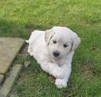 Knape golden retriever pups, Golden retriever, Nederland, 8 tot 15 weken, Meerdere