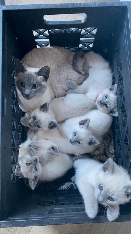 Nog 3 prachtige kittens beschikbaar, Dieren en Toebehoren, Katten en Kittens | Overige Katten, Kortharig, Meerdere dieren, 0 tot 2 jaar