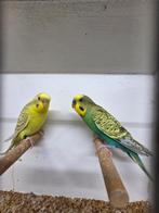 Fallow melanistic koppel, Dieren en Toebehoren, Meerdere dieren, Parkiet