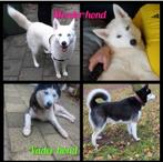 5 mooie husky’s te koop, Overige rassen, 8 tot 15 weken, Meerdere, Meerdere dieren