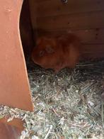 Cavia’s, Cavia, April, Mannelijk, Tam