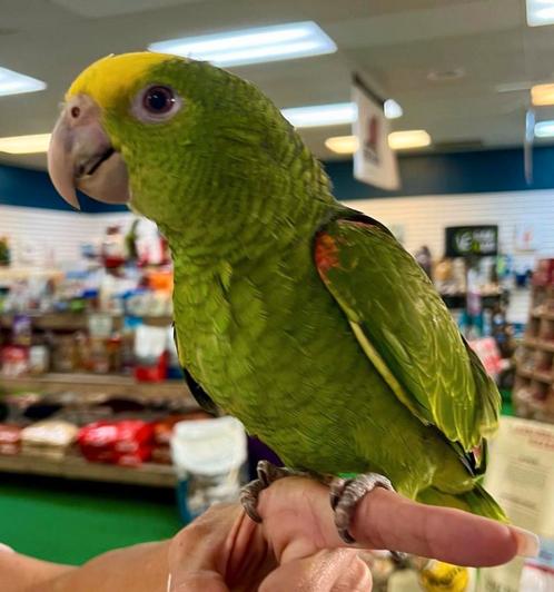 surinaamse geelvoorhoofd amazone papegaai, Dieren en Toebehoren, Vogels | Parkieten en Papegaaien, Meerdere dieren, Pratend, Tam