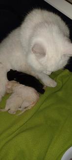 Geboren 3 kittens 4 april 2025., Dieren en Toebehoren