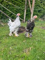 4 jonge Brahma hanen, Dieren en Toebehoren, Pluimvee, Mannelijk, Kip