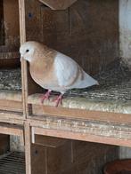 Arabische en altenburger trommelduiven, Dieren en Toebehoren, Vogels | Duiven, Mannelijk
