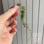 Solanum evolvulifolium - stekje, Huis en Inrichting, Kamerplanten, Ophalen, Overige soorten, Halfschaduw, Minder dan 100 cm