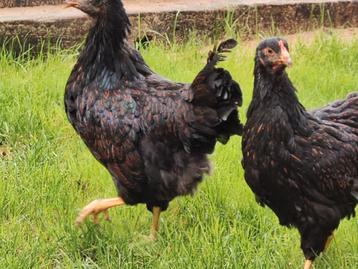 Barnevelder, Noord Hollandse blauwe en australorp hennen  beschikbaar voor biedingen