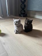 Britse korthaar kittens, Dieren en Toebehoren, Katten en Kittens | Raskatten | Korthaar, Meerdere dieren, 0 tot 2 jaar