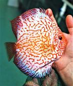 Discus Pigeonblood Checkerboard 7 / 8 cm - Siner - Koidreams