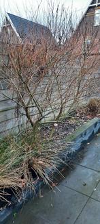 Plant Salix Intergra Flamingo 2x, Tuin en Terras, Vaste plant, Halfschaduw, Zomer, Ophalen