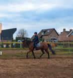 Lieve 9 jarige dravers merrie, Dieren en Toebehoren, Merrie, E pony (1.48m - 1.57m), Recreatiepony, 7 tot 10 jaar