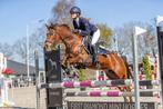 D pony, Dieren en Toebehoren, Merrie