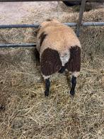 Bonte ram te koop, Dieren en Toebehoren, Schapen, Geiten en Varkens, Mannelijk, Schaap