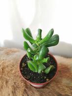 Crassula, Ophalen of Verzenden, Overige soorten, Minder dan 100 cm
