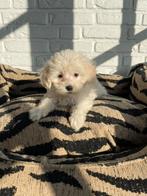 Mini malitpoo pups, maltezer x toy poedel, Nederland, Overige rassen, CDV (hondenziekte), 8 tot 15 weken